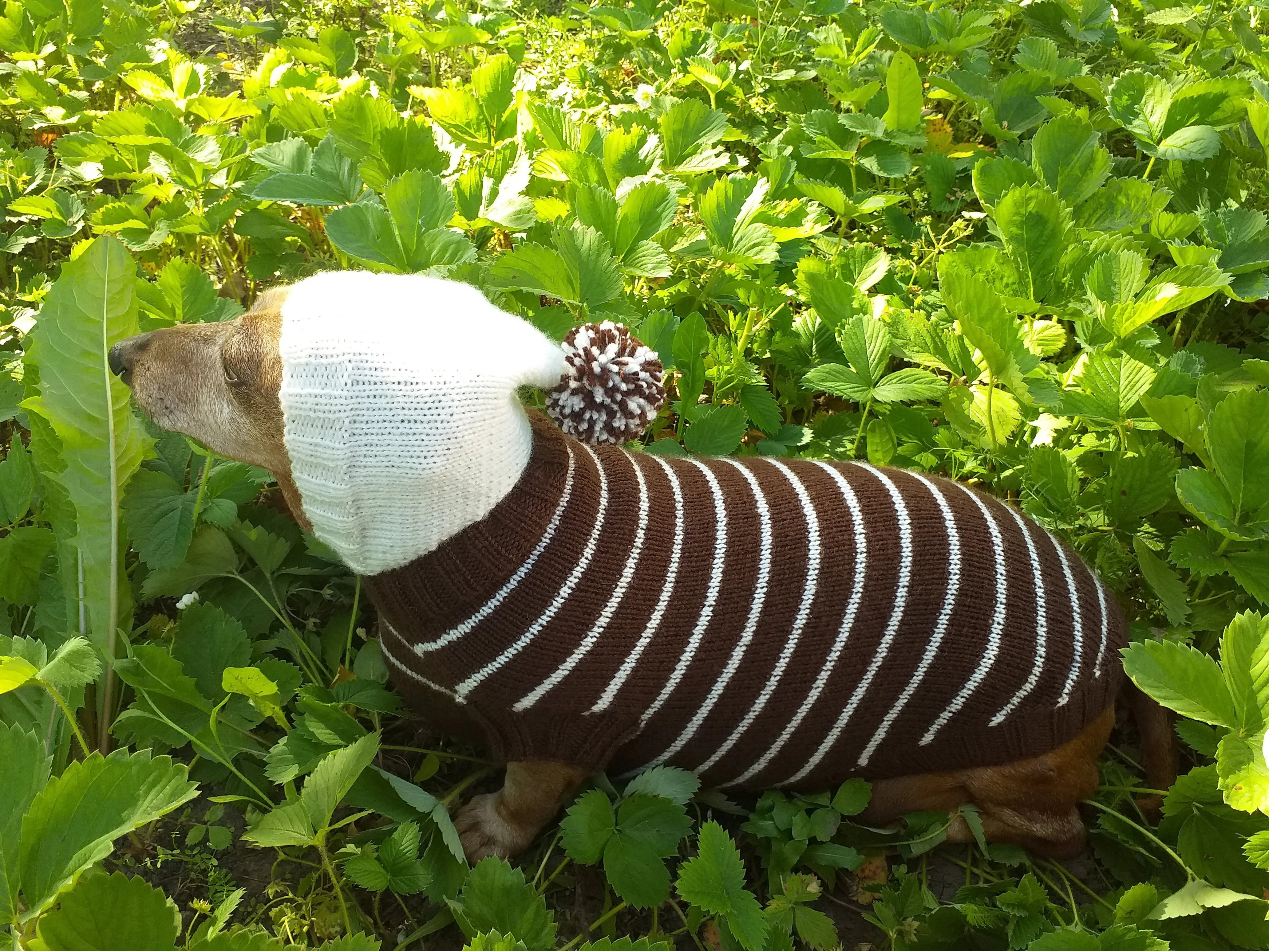 Brown Striped Hoodies for Dogs